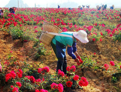 丘北玫瑰花产业推动旅游发展助农增收